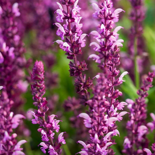 Salvia nemorosa Rose Queen - Ukrasna žalfija Rose Queen