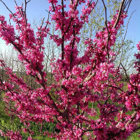 Cercis canadensis - Judino drvo