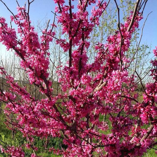 Cercis canadensis - Judino drvo
