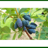 Lonicera caerulea Zojka - Borovnica Zojka