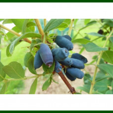Lonicera caerulea Zojka - Borovnica Zojka