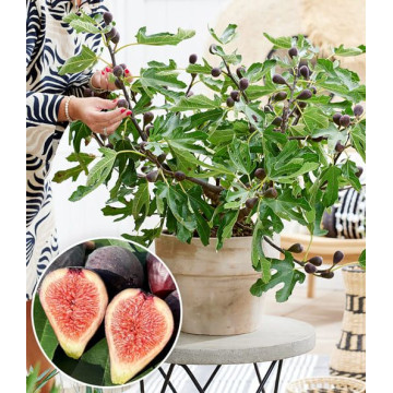 Ficus carica Little Miss Figgy - Smokva Miss Figgy