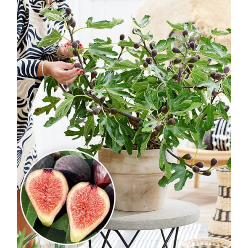 Ficus carica Little Miss Figgy - Smokva Miss Figgy