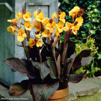 Canna Louis Cottin - Kana Louis Cottin Canna Louis Cottin - Kana Louis Cottin