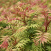 Sorbaria sorbifolia Sem - Sorbaria Sem