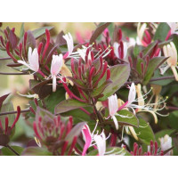 Lonicera  japonica Purpurea - Orlovi nokti Purpurea