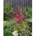 Cordyline australis Charlie  Boy - Kordili Charlie Boy