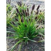 Sesleria heufleriana - Sesleria