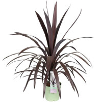 Cordyline obtecta Superstar - Kordilin Superstar