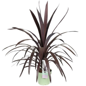 Cordyline obtecta Superstar - Kordilin Superstar