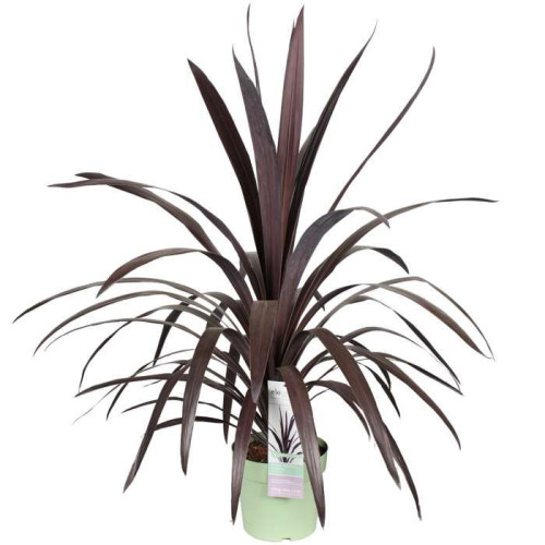 Cordyline obtecta Superstar - Kordilin Superstar