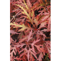 Acer palmatum Dissectum Red Orangeola - Japanski javor  Dissectum Red Orangeola