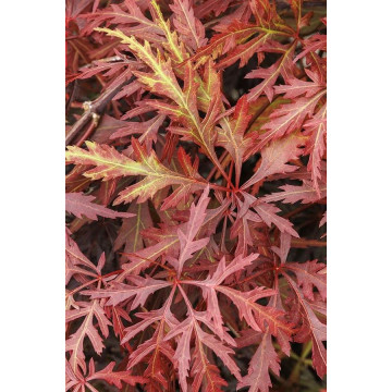 Acer palmatum Dissectum Red Orangeola - Japanski javor  Dissectum Red Orangeola