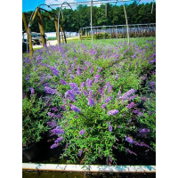 Buddleja davidii Nanho Blue - Letnji jorgovan Nanho Blue