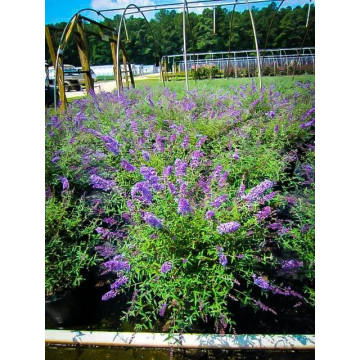 Buddleja davidii Nanho Blue - Letnji jorgovan Nanho Blue