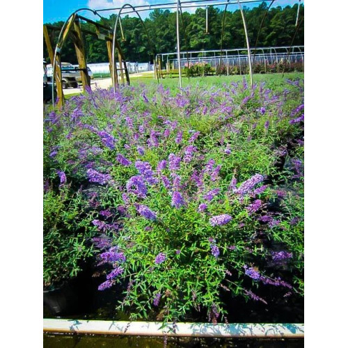 Buddleja davidii Nanho Blue - Letnji jorgovan Nanho Blue