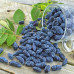Lonicera caerulea Zojka - Borovnica Zojka
