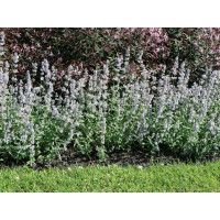 Nepeta f. Gletschereis - Nepeta Gletschereis