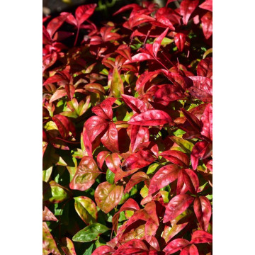 Nandina domestica Firepower