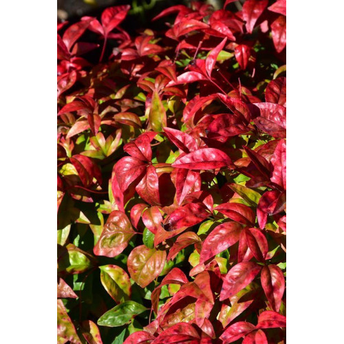 Nandina domestica Firepower