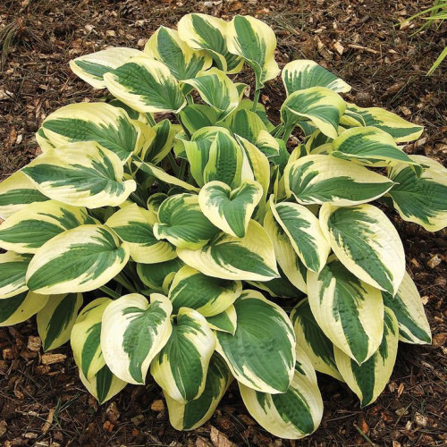 Hosta Wide Brim