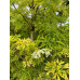 Sambucus nigra Golden Tower - Zlatnolisna zova