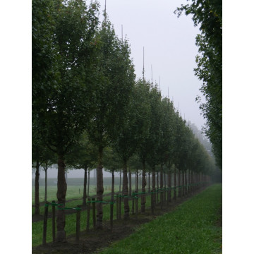 Acer campestre Lienco - Stubasti javor Lienco