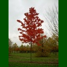 Acer rubrum October Glory - Crveni javor October Glory