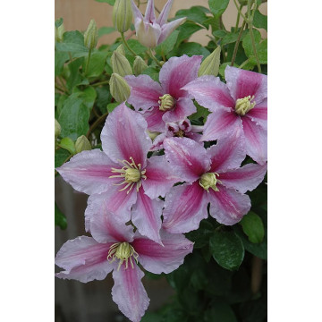 Clematis Piilu - Klematis Piilu Clematis Piilu - Klematis Piilu