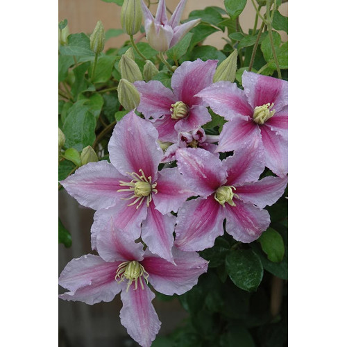 Clematis Piilu - Klematis Piilu Clematis Piilu - Klematis Piilu
