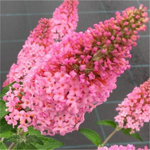 Buddleja davidii Pink Panther - Letnji jorgovan Pink Panther 