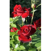 Ruža stablašica Niccolo Paganini Ruža stablašica Niccolo Paganini