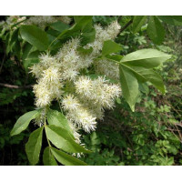 Fraxinus ornus Mecsek - Crni jasen Mecsek