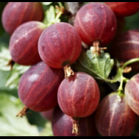 Ribes uva crispa Pax - Ogrozd crveni Pax