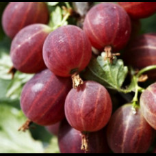 Ribes uva crispa Pax - Ogrozd crveni Pax