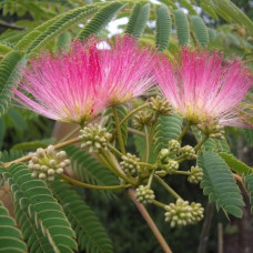 Albizia julibrissin - Albicija