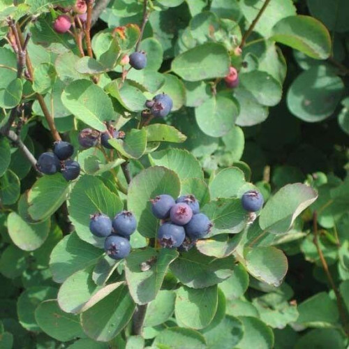 Amelancier alnifolia Honeywood - Honeywood borovnica