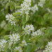 Amelancier alnifolia Honeywood - Honeywood borovnica