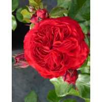 Ruža stablašica Red Leonardo da Vinci Ruža stablašica Red Leonardo da Vinci