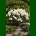 Hydrangea paniculata Silver Dollar - Drvenasta hortenzija Silver Dollar