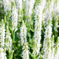 Salvia nemorosa Schneehügel - Ukrasna žalfija Schneehugel