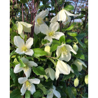 Clematis cirrhosa Jingle Bells - Zimzelen klematis Jingle Bells