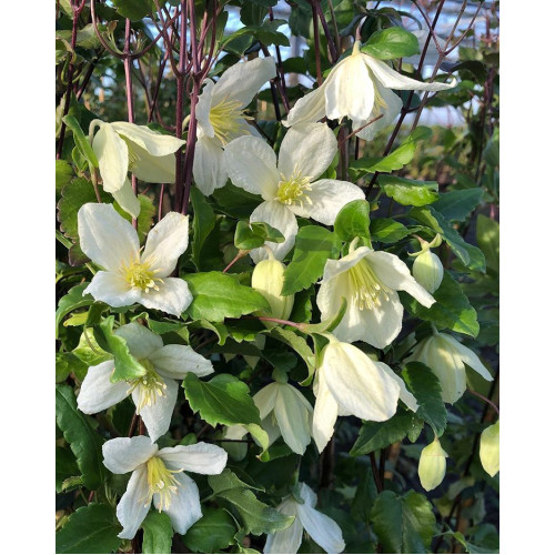 Clematis cirrhosa Jingle Bells - Zimzelen klematis Jingle Bells