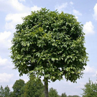 Fraxinus excelsior Nana - Kuglasti jasen Nana