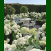Hydrangea arborescens Strong Annabelle - Hortenzija  Strong Anabel