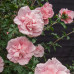 Hibiscus syriacus Pink Chiffon - Hibiskus Pink Chiffon