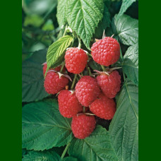 Rubus idaeus Autumn Bliss - Malina Autumn Bliss