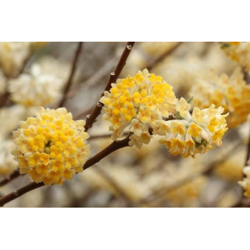 Edgeworthia crysantha - Papindo drvo Edgeworthia crysantha - Papindo drvo