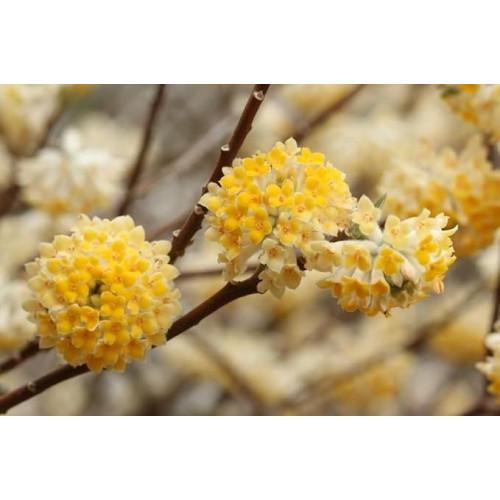 Edgeworthia crysantha - Papindo drvo Edgeworthia crysantha - Papindo drvo