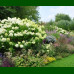 Hydrangea paniculata Limelight - Drvenasta hortenzija Limelight